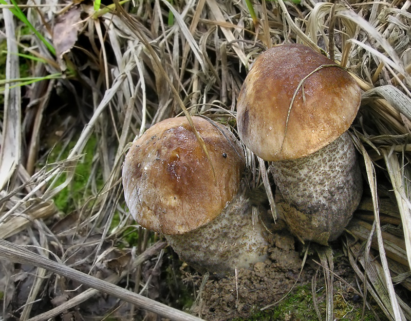 Leccinum scabrum